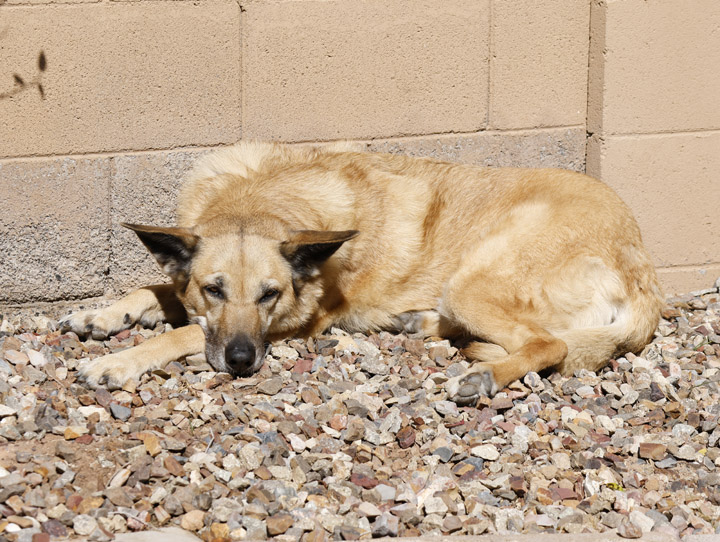 chinook dog